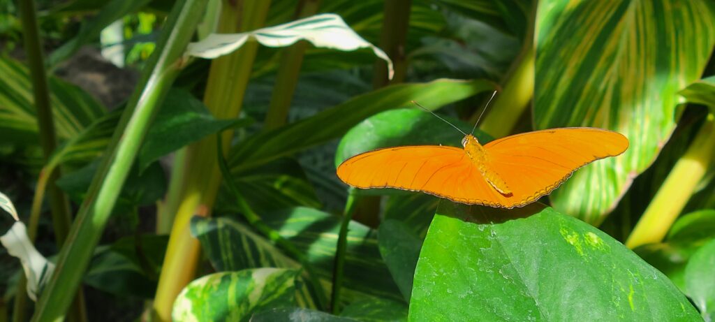 Photo of an orange butterfly